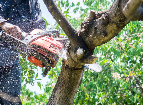 poda e supressão de arvores